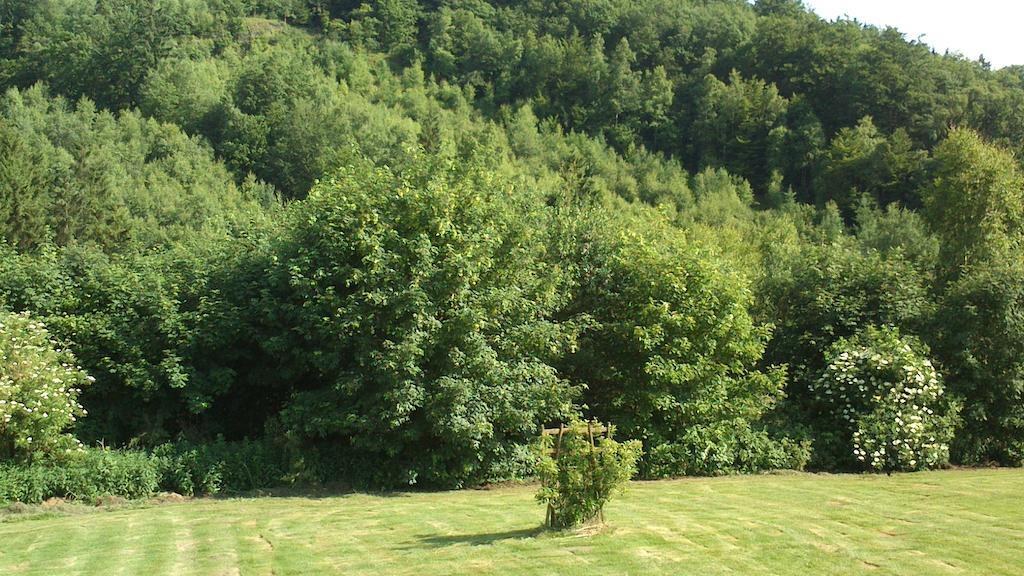 Вілла La Cle Des Champs Bertogne Екстер'єр фото